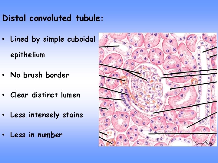 Distal convoluted tubule: • Lined by simple cuboidal epithelium • No brush border •