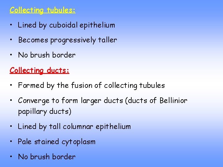 Collecting tubules: • Lined by cuboidal epithelium • Becomes progressively taller • No brush