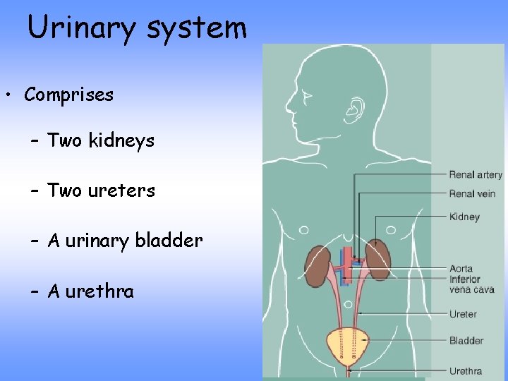Urinary system • Comprises – Two kidneys – Two ureters – A urinary bladder