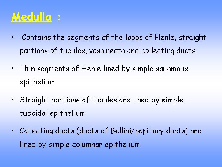 Medulla : • Contains the segments of the loops of Henle, straight portions of