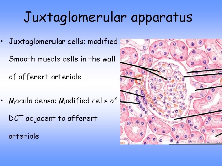 Juxtaglomerular apparatus • Juxtaglomerular cells: modified Smooth muscle cells in the wall of afferent