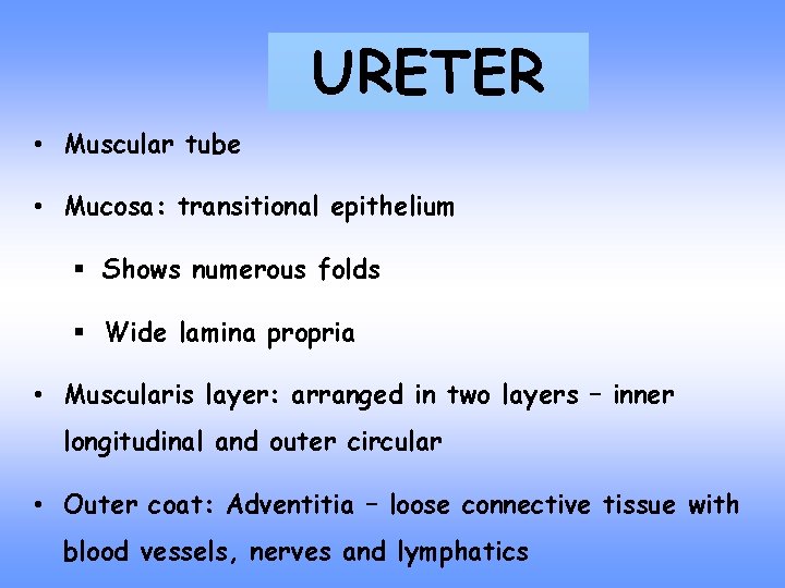 URETER • Muscular tube • Mucosa: transitional epithelium § Shows numerous folds § Wide