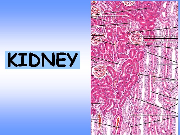 KIDNEY 