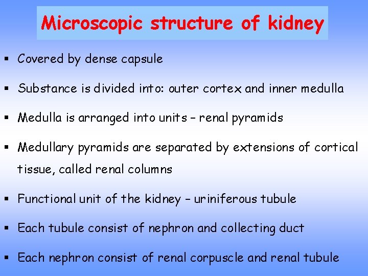 Microscopic structure of kidney § Covered by dense capsule § Substance is divided into: