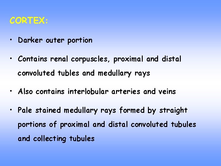 CORTEX: • Darker outer portion • Contains renal corpuscles, proximal and distal convoluted tubles