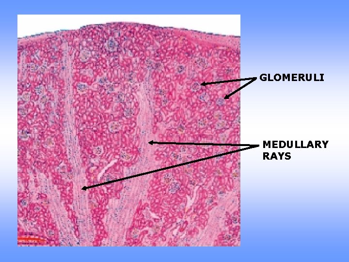 GLOMERULI MEDULLARY RAYS 