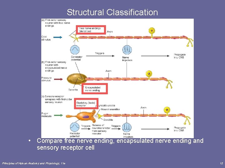 Structural Classification • Compare free nerve ending, encapsulated nerve ending and sensory receptor cell