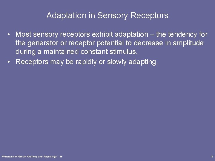 Adaptation in Sensory Receptors • Most sensory receptors exhibit adaptation – the tendency for