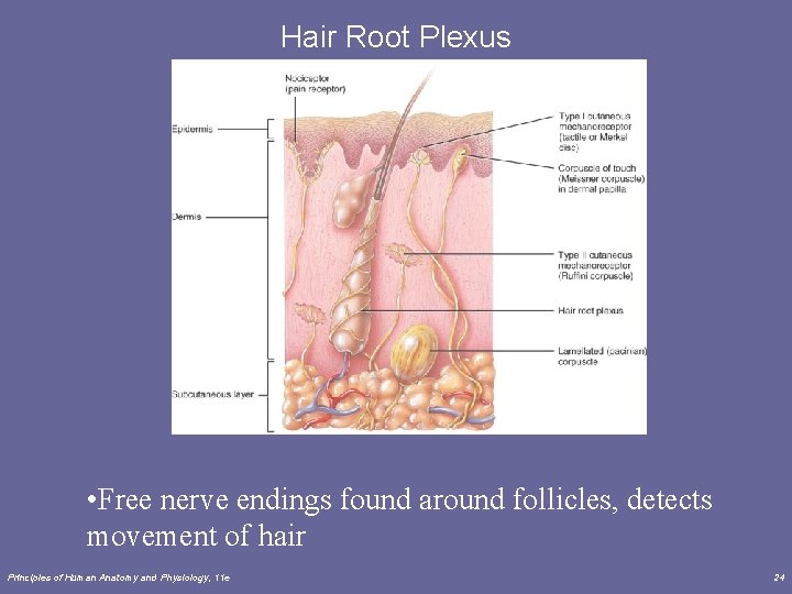 Hair Root Plexus • Free nerve endings found around follicles, detects movement of hair