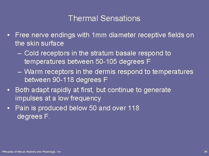 Thermal Sensations • Free nerve endings with 1 mm diameter receptive fields on the