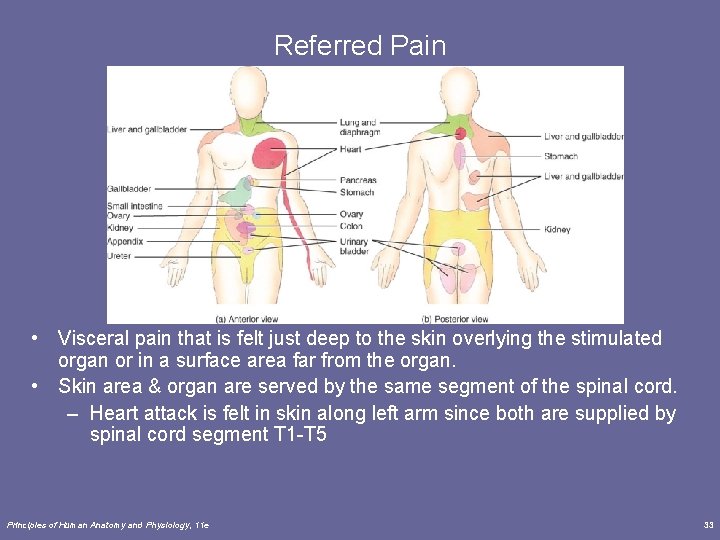 Referred Pain • Visceral pain that is felt just deep to the skin overlying