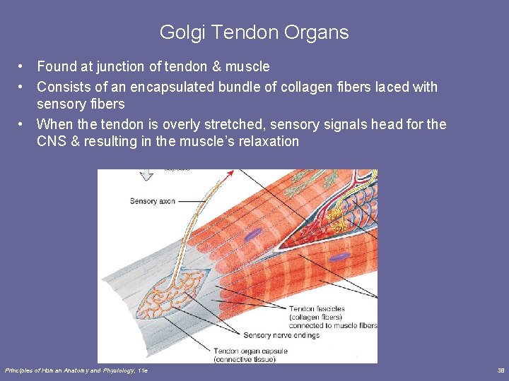 Golgi Tendon Organs • Found at junction of tendon & muscle • Consists of