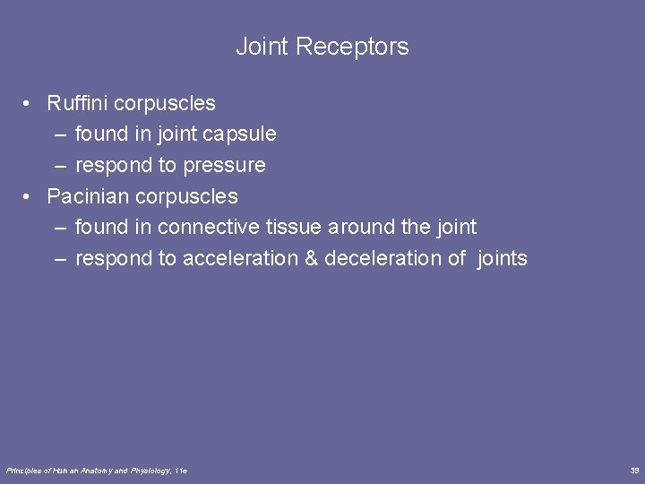 Joint Receptors • Ruffini corpuscles – found in joint capsule – respond to pressure