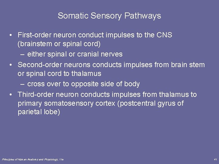 Somatic Sensory Pathways • First-order neuron conduct impulses to the CNS (brainstem or spinal