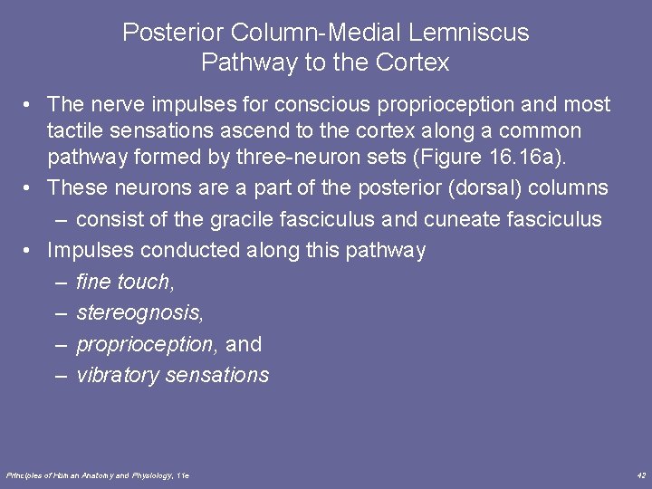 Posterior Column-Medial Lemniscus Pathway to the Cortex • The nerve impulses for conscious proprioception