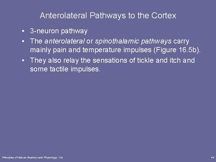 Anterolateral Pathways to the Cortex • 3 -neuron pathway • The anterolateral or spinothalamic