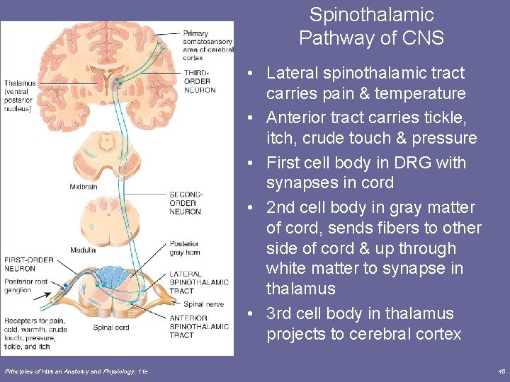 Spinothalamic Pathway of CNS • Lateral spinothalamic tract carries pain & temperature • Anterior