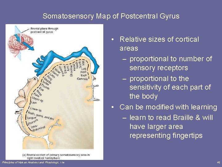 Somatosensory Map of Postcentral Gyrus • Relative sizes of cortical areas – proportional to