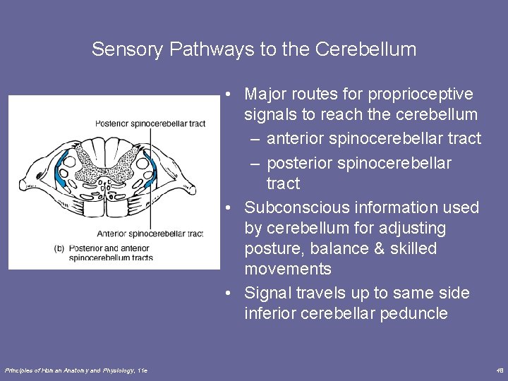 Sensory Pathways to the Cerebellum • Major routes for proprioceptive signals to reach the