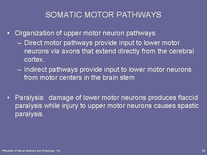 SOMATIC MOTOR PATHWAYS • Organization of upper motor neuron pathways – Direct motor pathways