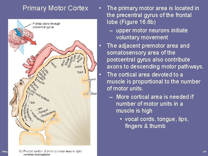 Primary Motor Cortex Principles of Human Anatomy and Physiology, 11 e • The primary