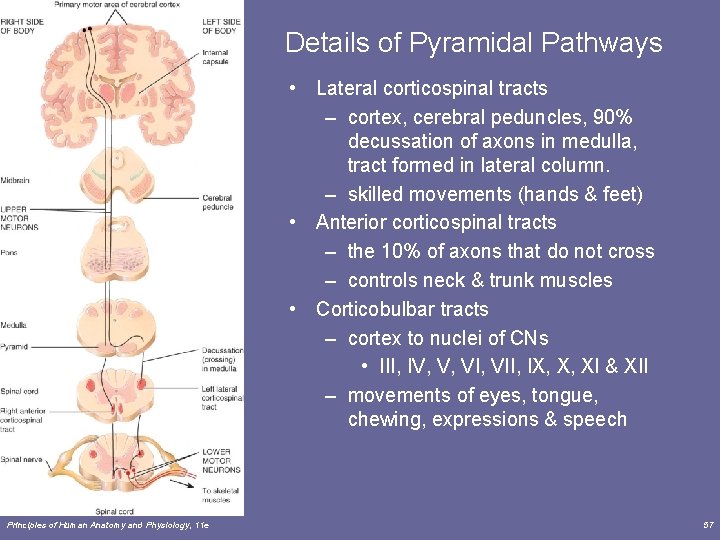 Details of Pyramidal Pathways • Lateral corticospinal tracts – cortex, cerebral peduncles, 90% decussation
