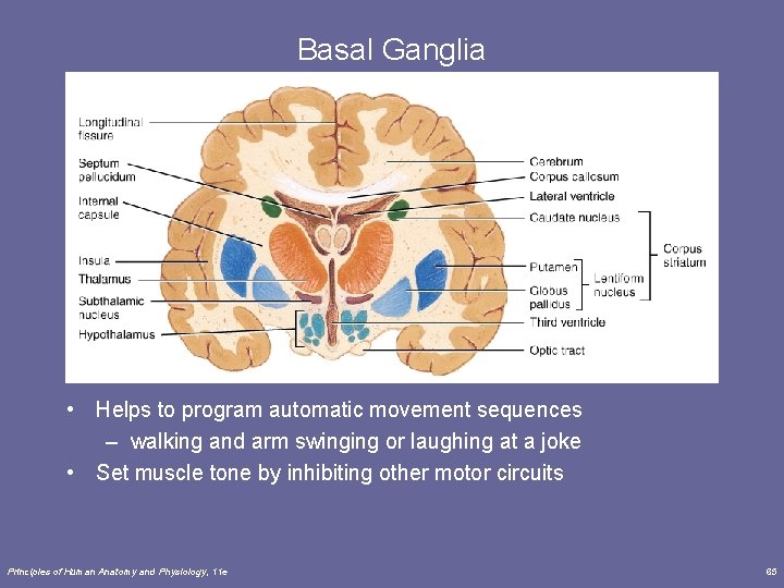 Basal Ganglia • Helps to program automatic movement sequences – walking and arm swinging