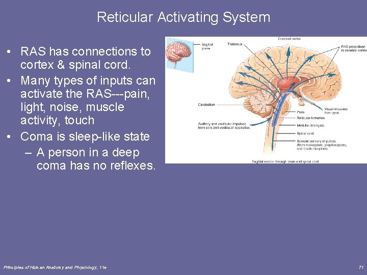 Reticular Activating System • RAS has connections to cortex & spinal cord. • Many