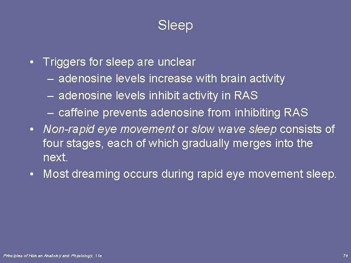 Sleep • Triggers for sleep are unclear – adenosine levels increase with brain activity