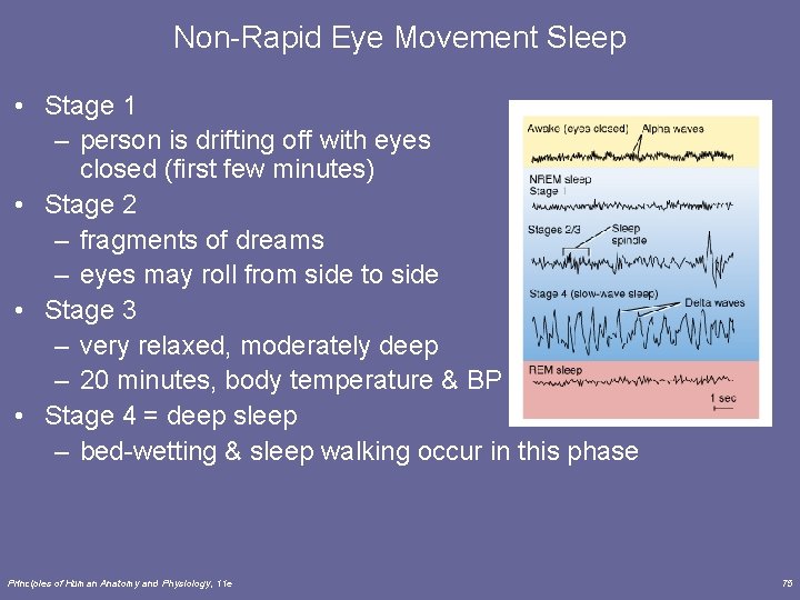 Non-Rapid Eye Movement Sleep • Stage 1 – person is drifting off with eyes