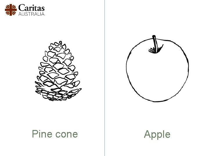 Pine cone Apple 