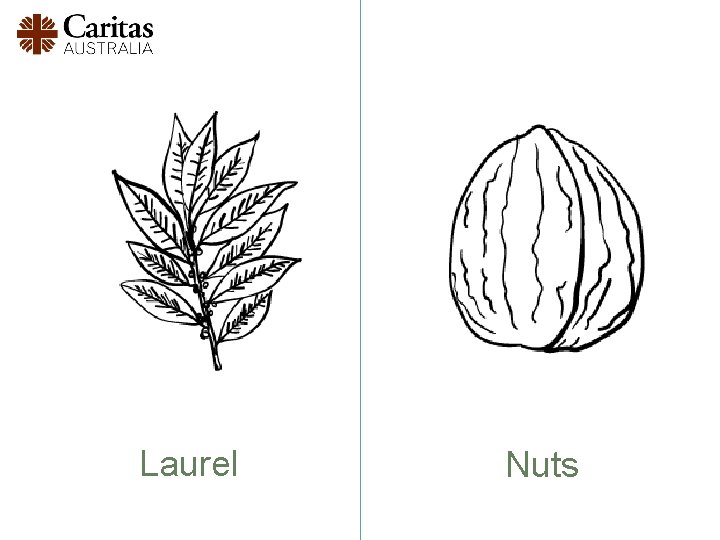 Laurel Nuts 
