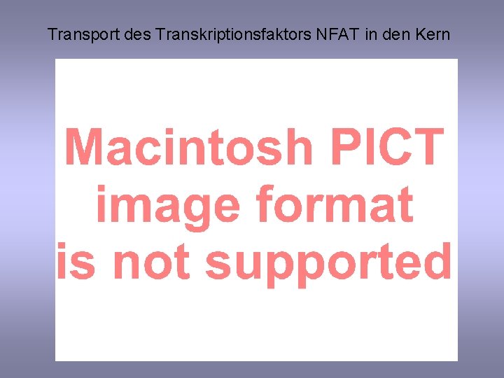 Transport des Transkriptionsfaktors NFAT in den Kern 
