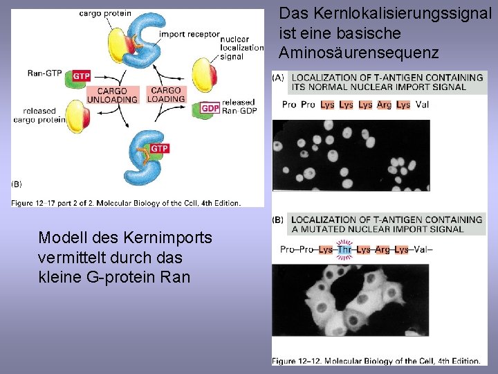 Das Kernlokalisierungssignal ist eine basische Aminosäurensequenz Modell des Kernimports vermittelt durch das kleine G-protein