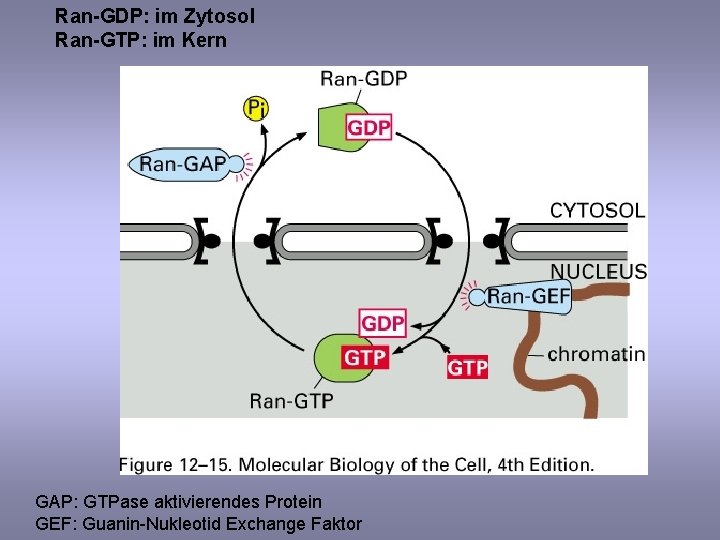 Ran-GDP: im Zytosol Ran-GTP: im Kern GAP: GTPase aktivierendes Protein GEF: Guanin-Nukleotid Exchange Faktor