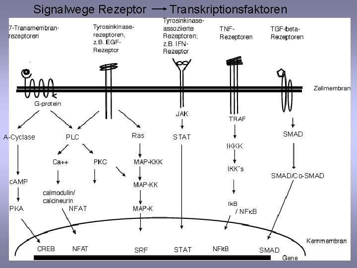 Signalwege Rezeptor A-Cyclase PLC Ras Transkriptionsfaktoren SMAD STAT IKKK SMAD/Co-SMAD c. AMP PKA NFAT