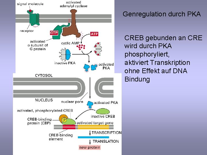 Genregulation durch PKA CREB gebunden an CRE wird durch PKA phosphoryliert, aktiviert Transkription ohne