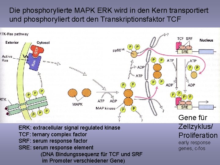 Die phosphorylierte MAPK ERK wird in den Kern transportiert und phosphoryliert dort den Transkriptionsfaktor