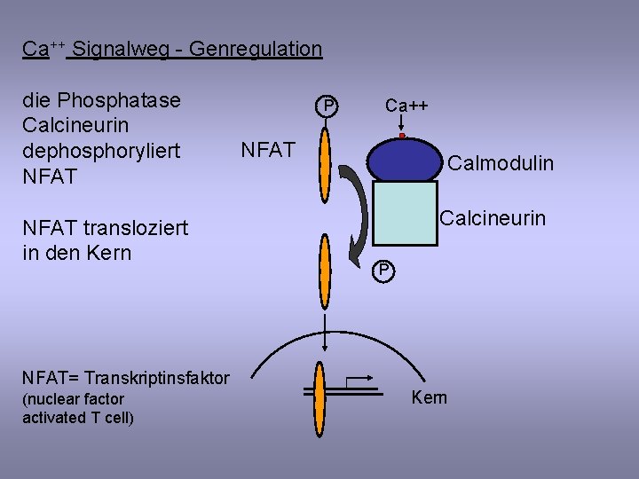 Ca++ Signalweg - Genregulation die Phosphatase Calcineurin dephosphoryliert NFAT transloziert in den Kern NFAT=