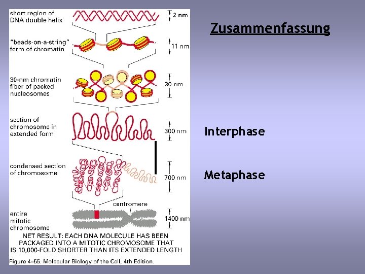 Zusammenfassung Interphase Metaphase 