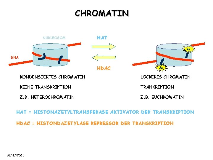 CHROMATIN NUKLEOSOM HAT Ac DNA HDAC Ac KONDENSIERTES CHROMATIN LOCKERES CHROMATIN KEINE TRANSKRIPTION TRANKRIPTION