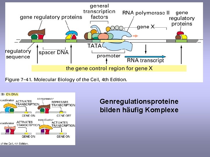 Genregulationsproteine bilden häufig Komplexe 