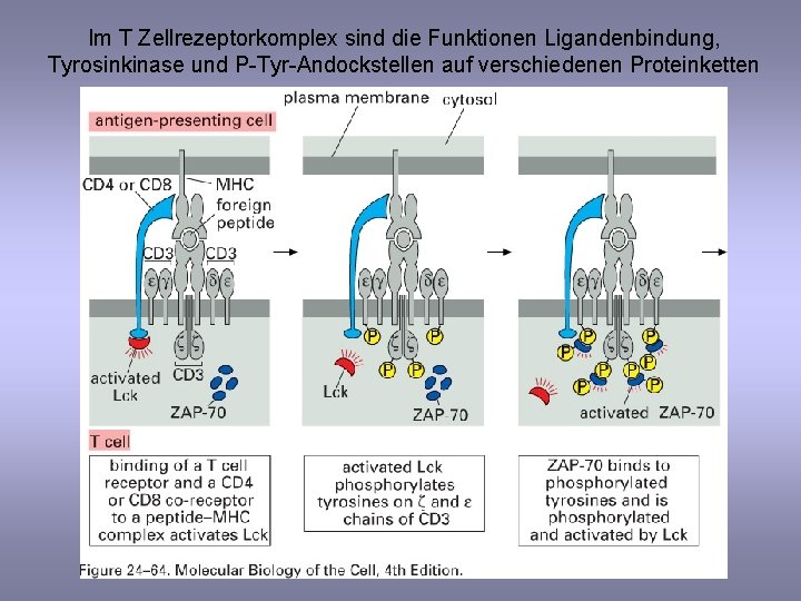 Im T Zellrezeptorkomplex sind die Funktionen Ligandenbindung, Tyrosinkinase und P-Tyr-Andockstellen auf verschiedenen Proteinketten 