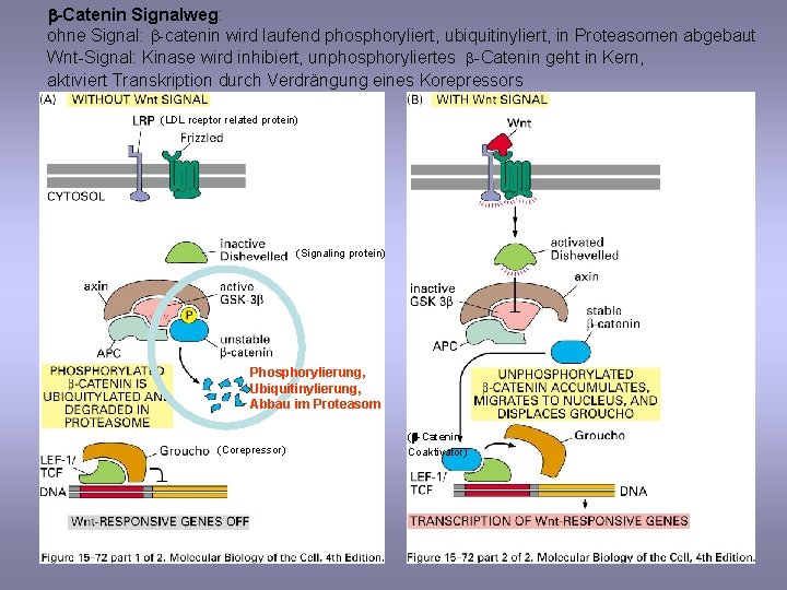 b-Catenin Signalweg: ohne Signal: b-catenin wird laufend phosphoryliert, ubiquitinyliert, in Proteasomen abgebaut Wnt-Signal: Kinase