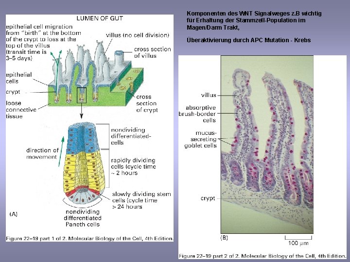 Komponenten des WNT Signalweges z. B wichtig für Erhaltung der Stammzell-Population im Magen/Darm Trakt,