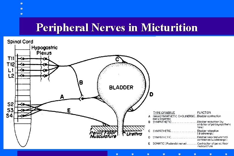 Peripheral Nerves in Micturition Peripheral Nerves in Micturition