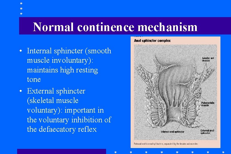 Normal continence mechanism • Internal sphincter (smooth muscle involuntary): maintains high resting tone • Normal continence mechanism • Internal sphincter (smooth muscle involuntary): maintains high resting tone •
