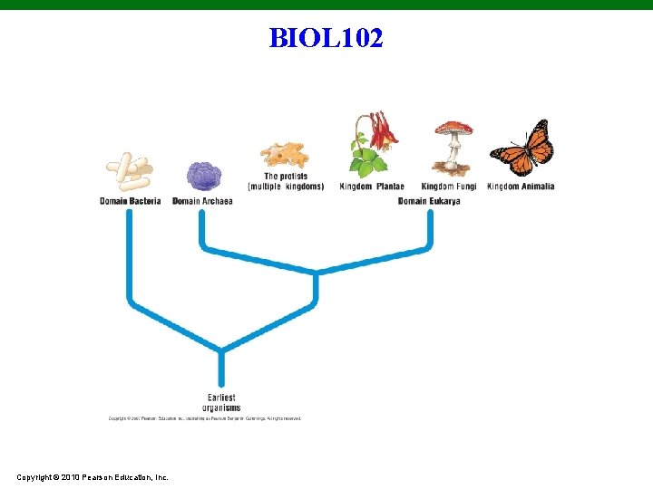 BIOL 102 Copyright © 2010 Pearson Education, Inc. 