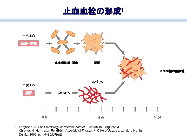 1 0 5 1 Ferguson Jj The Physiology
