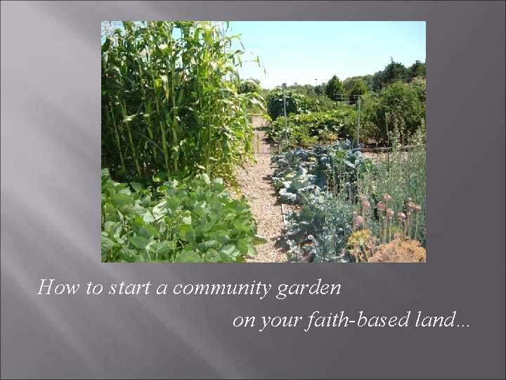 How to start a community garden on your